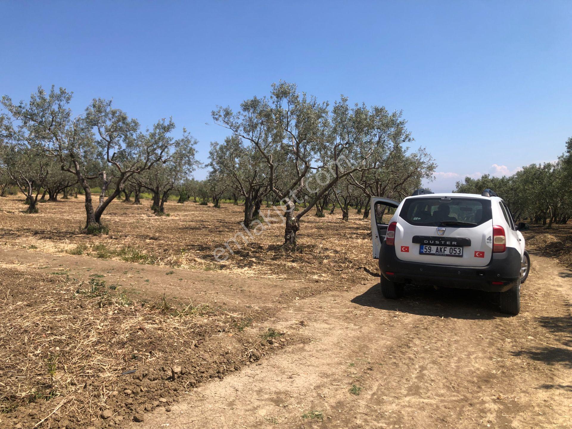Şarköyde Işık Emlaktan Eriklice Mah De 4300 M2 Zeytinlik - Görsel 14