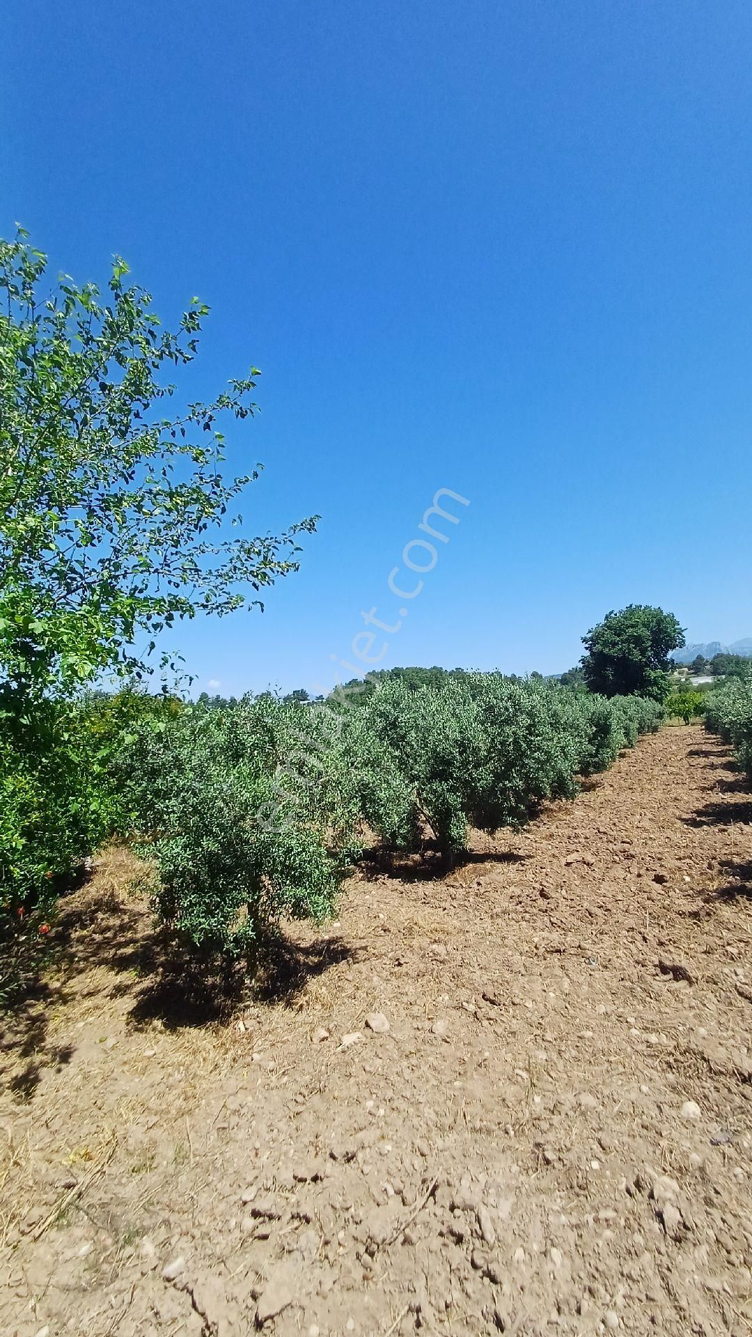 Antalya /serik Gebiz Akçapınar'da Satılık Zeytin Bahçesi