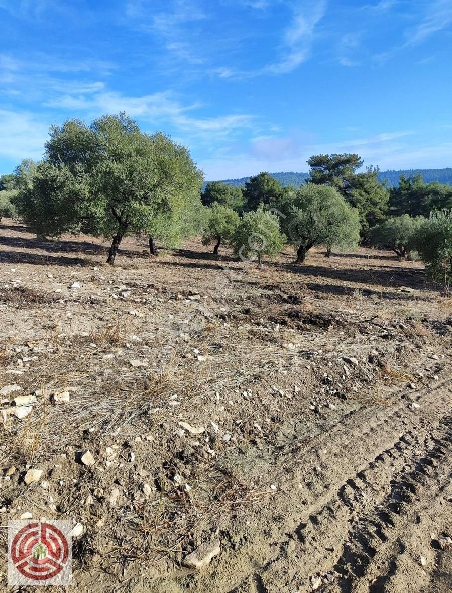 Manisa Saruhanlı Sarıçam Da 6.600 M² Zeytinli Tarla Yolu Var