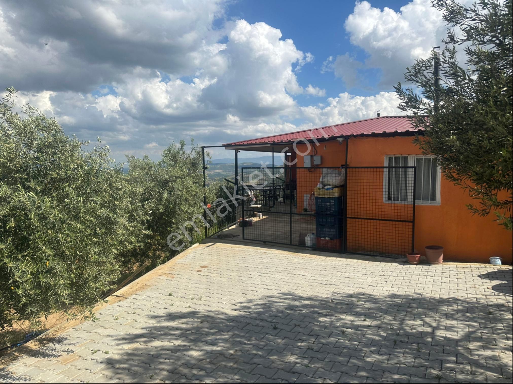 Zeytinlik Ve Bağ Satılık - Görsel 11