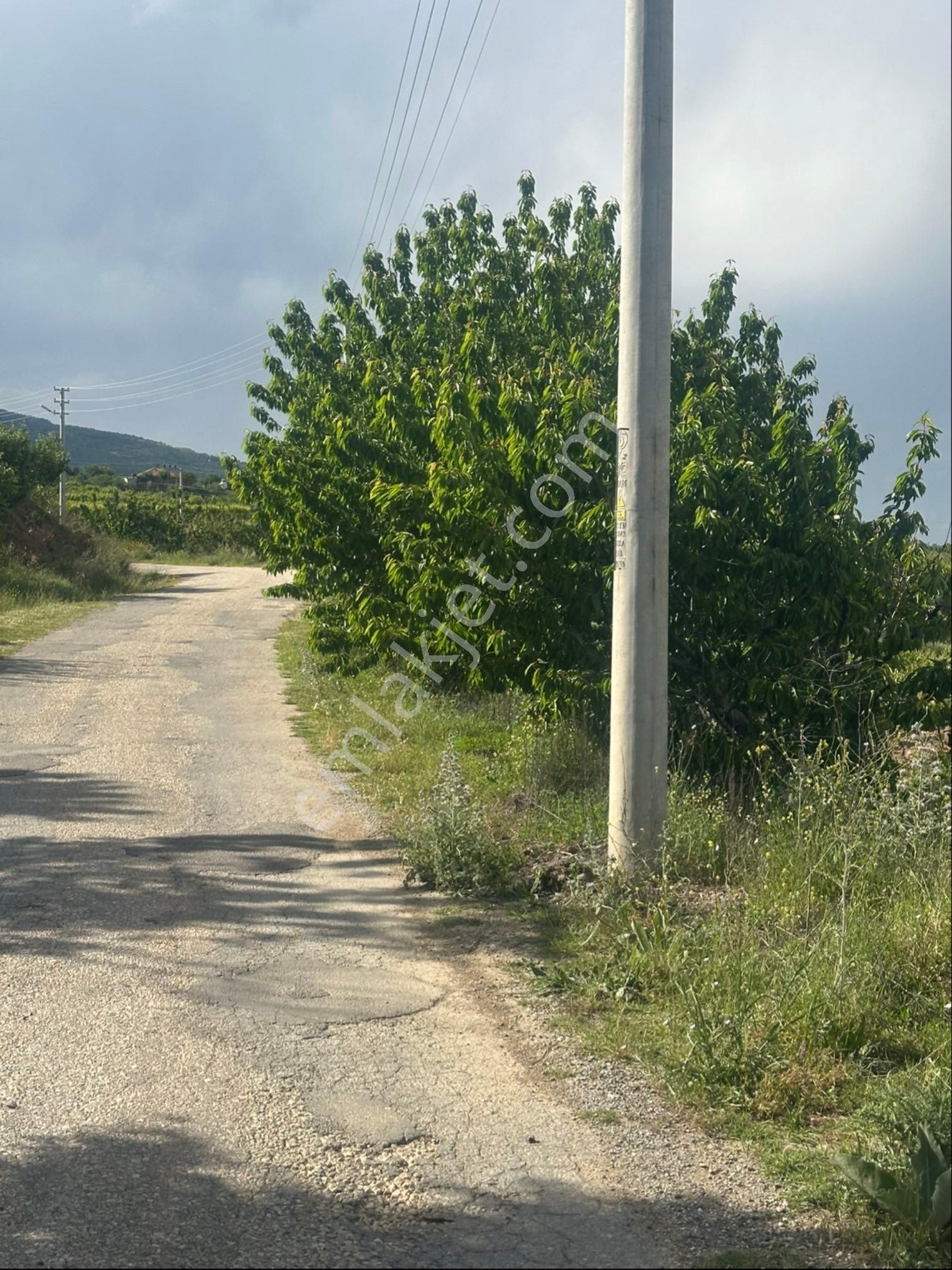 Zeytinlik Ve Bağ Satılık - Görsel 27