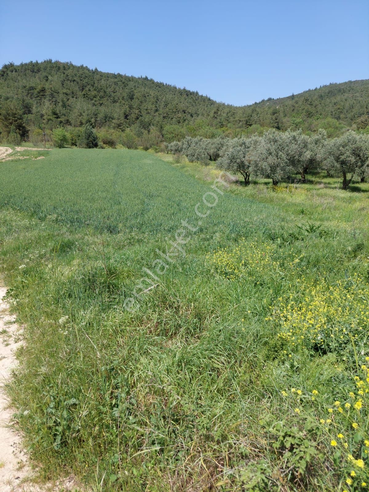 Denk Evim Gayrimenkul Den Bilecik Gölparazarın Da Satılık Tarla 1166 M2 Ana Yola Cephe