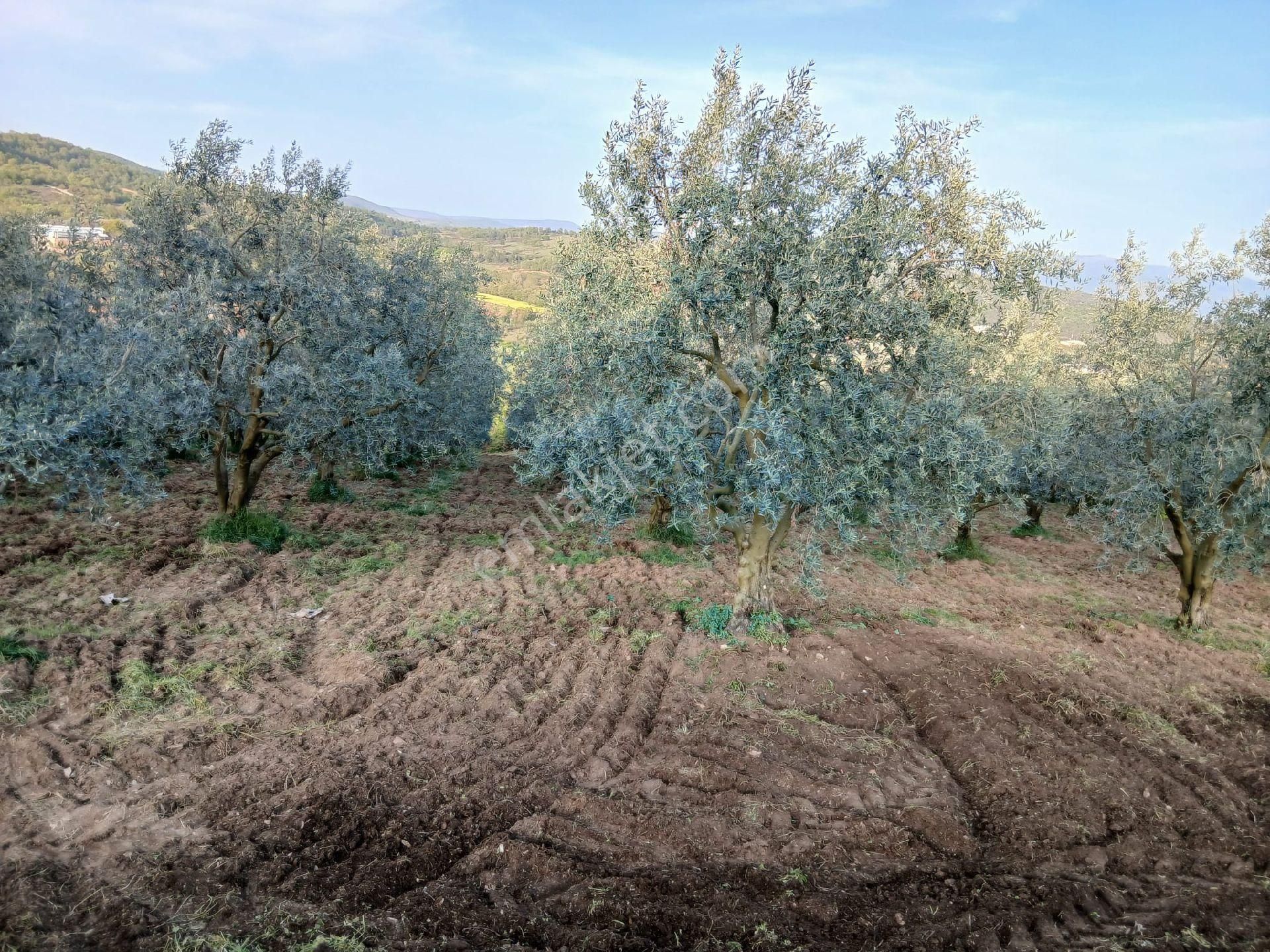 Göl Manzaralı Zeytinlik