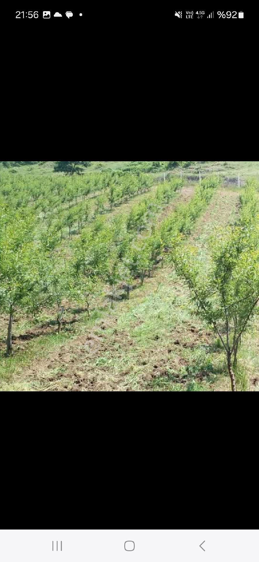 Satılık Bağdem Bahçesi