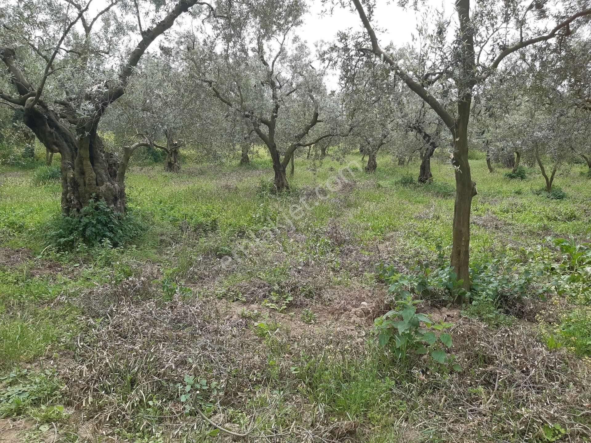 Orhangazi Keramet Ilıcaaltı Mevkii Satılık ( 1588m2) Zeytinlik