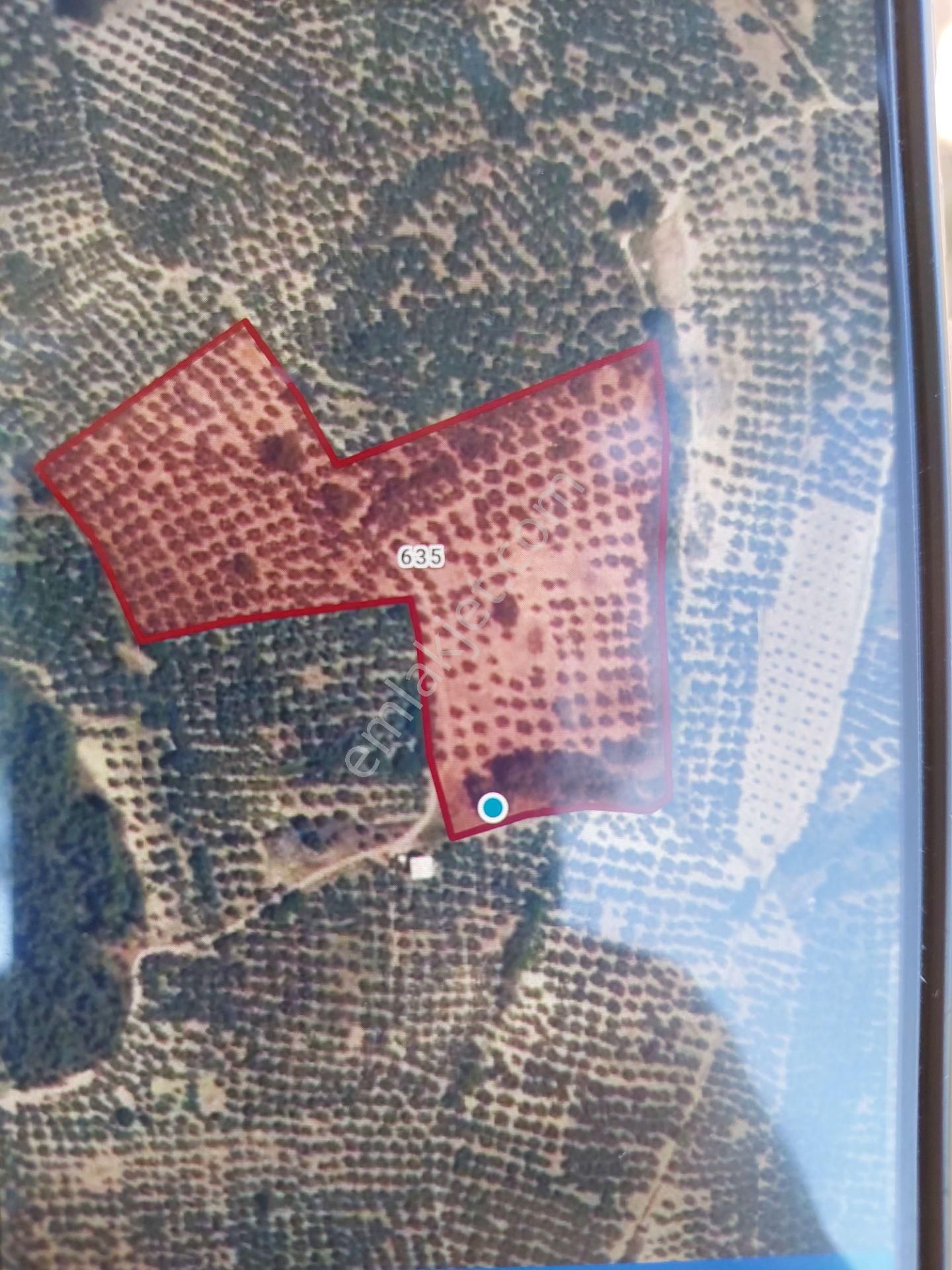 Bursa Mudanya Yörükali,de Satılık Denizmanzaralı 24.dönüm Zeytinlik - Görsel 34