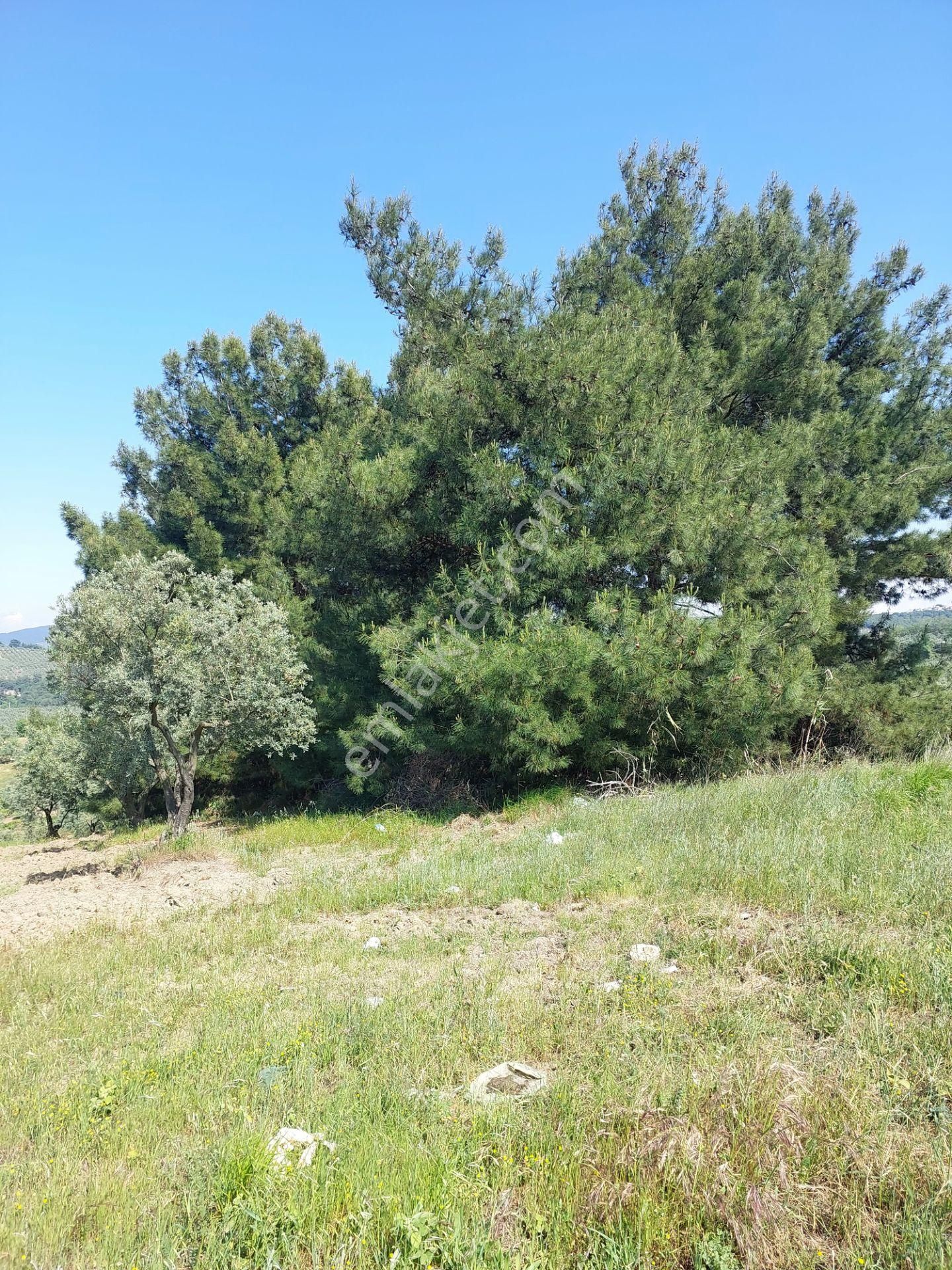 Bursa Mudanya Yörükali,de Satılık Denizmanzaralı 24.dönüm Zeytinlik - Görsel 18