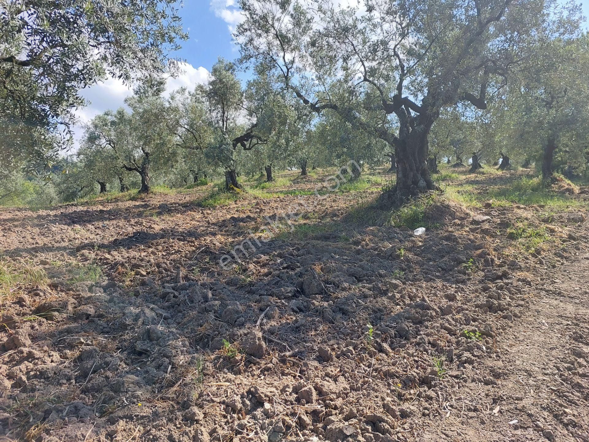 Bursa Mudanya Yörükali,de Satılık Denizmanzaralı 24.dönüm Zeytinlik - Görsel 6
