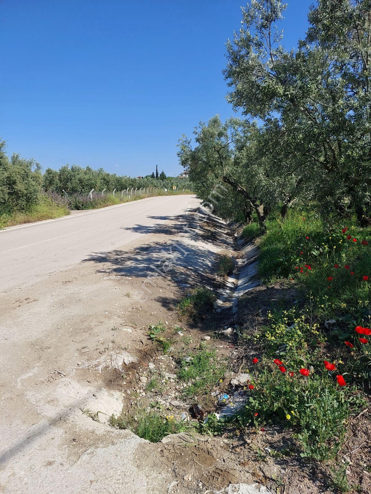 Bursa Mudanya Yörükali,de Satılık Denizmanzaralı 24.dönüm Zeytinlik - Görsel 25