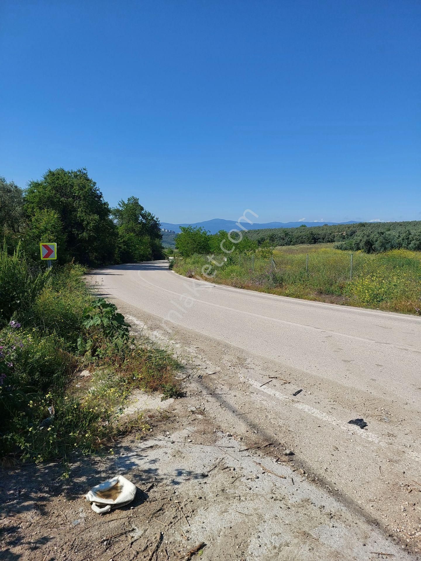 Bursa Mudanya Yörükali,de Satılık Denizmanzaralı 24.dönüm Zeytinlik - Görsel 23