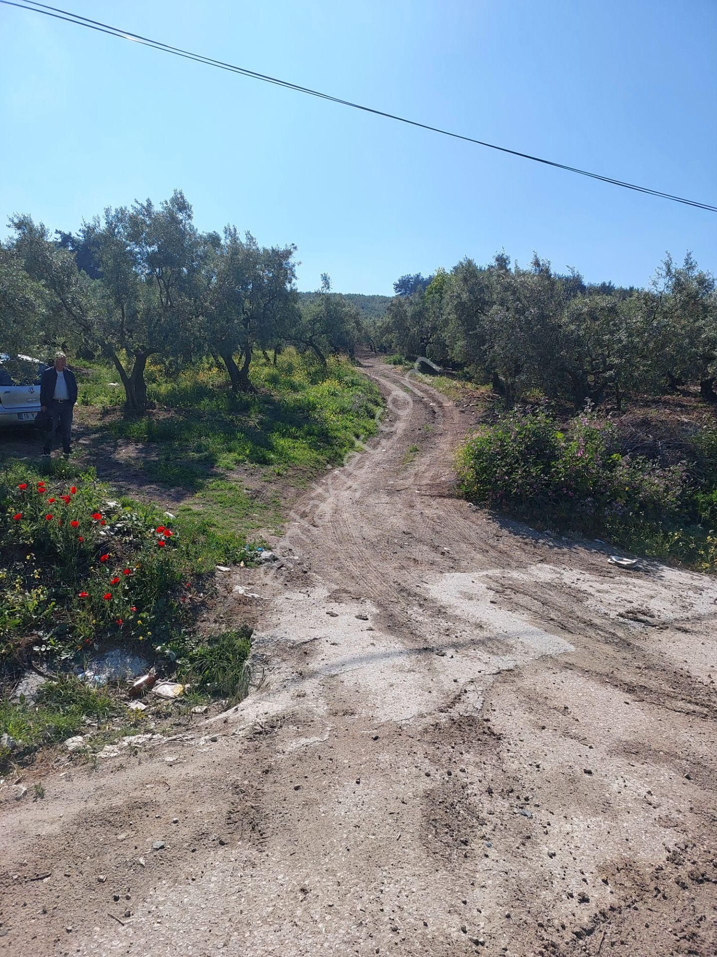 Bursa Mudanya Yörükali,de Satılık Denizmanzaralı 24.dönüm Zeytinlik - Görsel 7