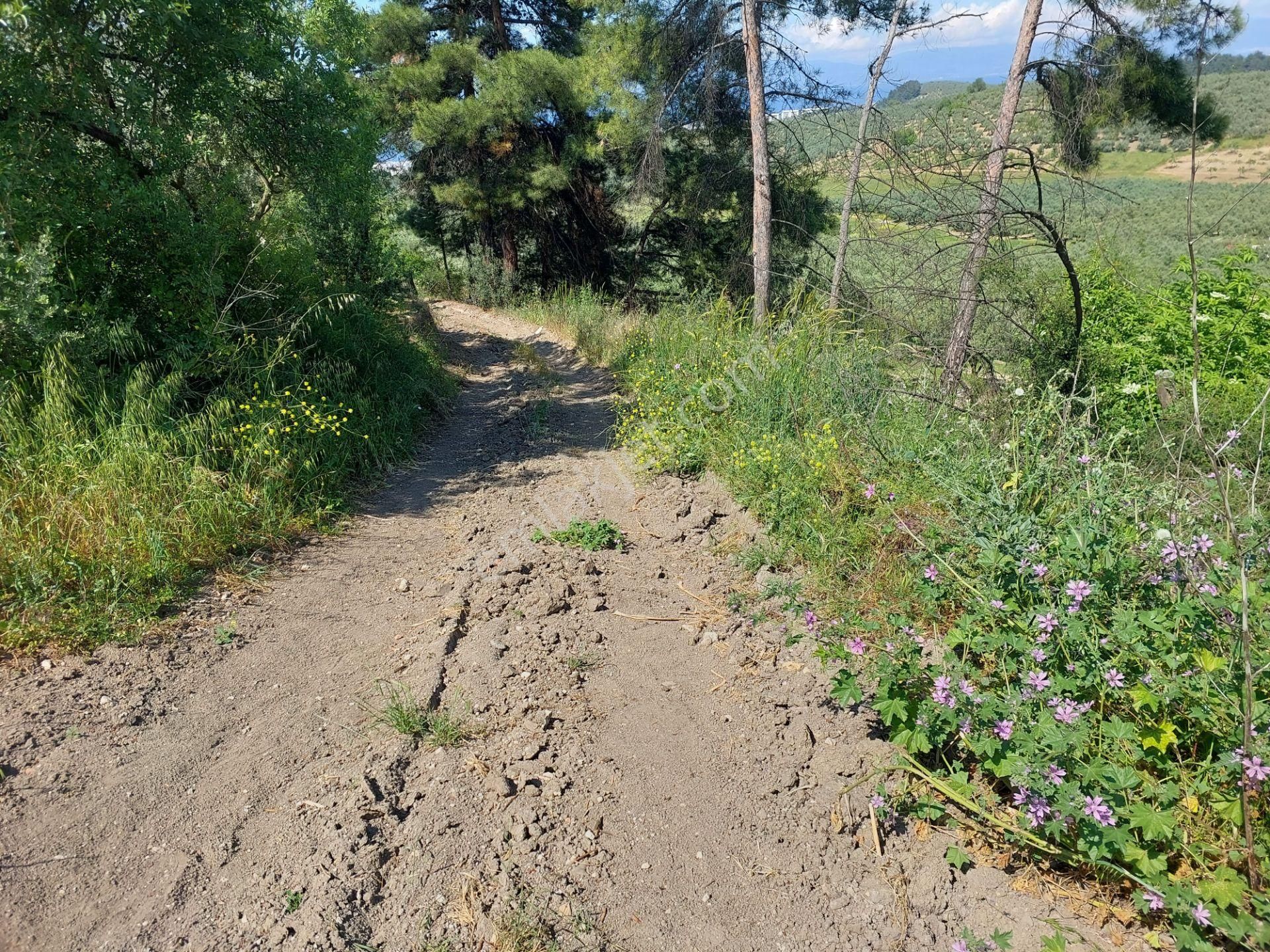 Bursa Mudanya Yörükali,de Satılık Denizmanzaralı 24.dönüm Zeytinlik - Görsel 19