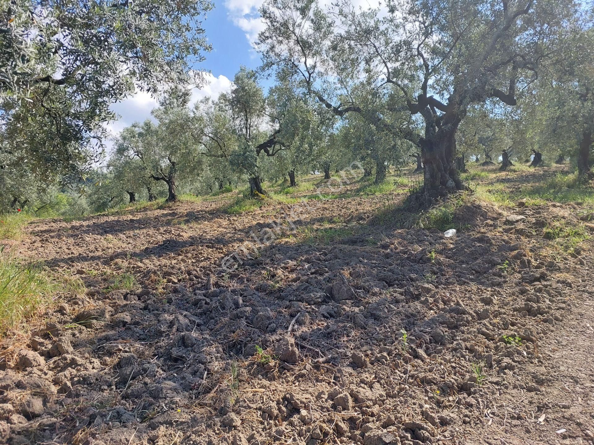 Bursa Mudanya Yörükali,de Satılık Denizmanzaralı 24.dönüm Zeytinlik - Görsel 26