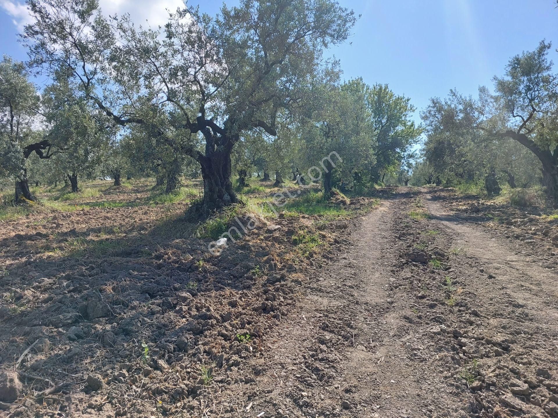 Bursa Mudanya Yörükali,de Satılık Denizmanzaralı 24.dönüm Zeytinlik - Görsel 20