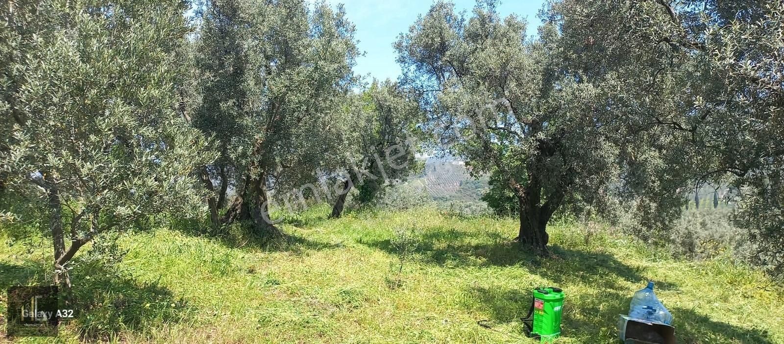 Gemlik Muratoba'da 706m² Tek Tapu Köye Yakın Zeytinlik!