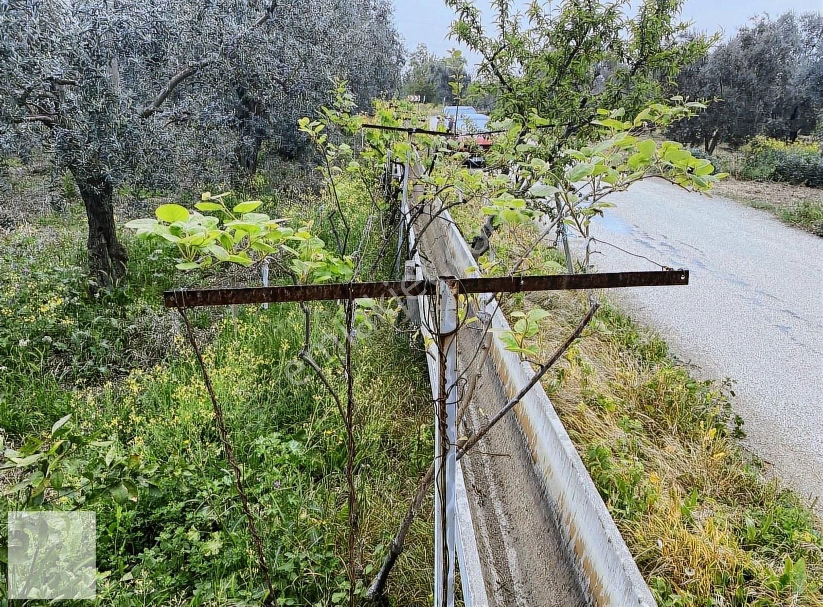 İznik Merkeze Yakın Zeytin Bahçesi