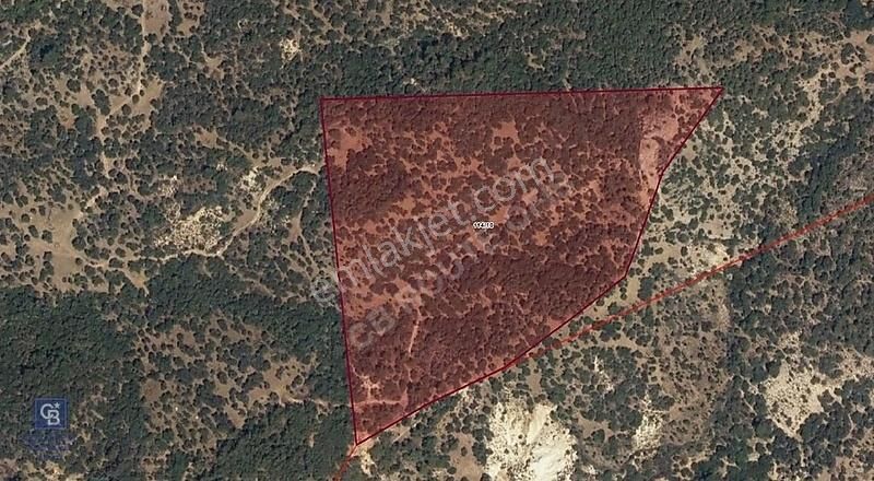 Dikili'de Çanakkale Asfaltına 4km Mesafede 50 Dönüm Zeytinlik !!