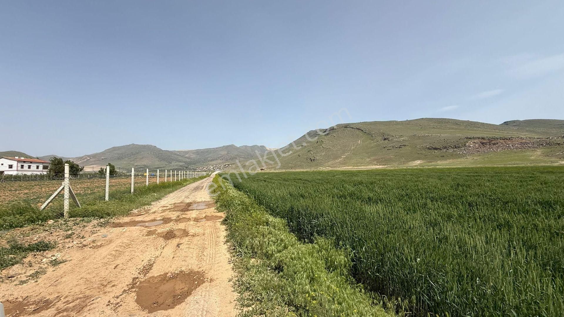 Öz Gaye Emlaktan Develi Zile Mahallesi Saraybucağı Mevkiinde Satılı Tarla