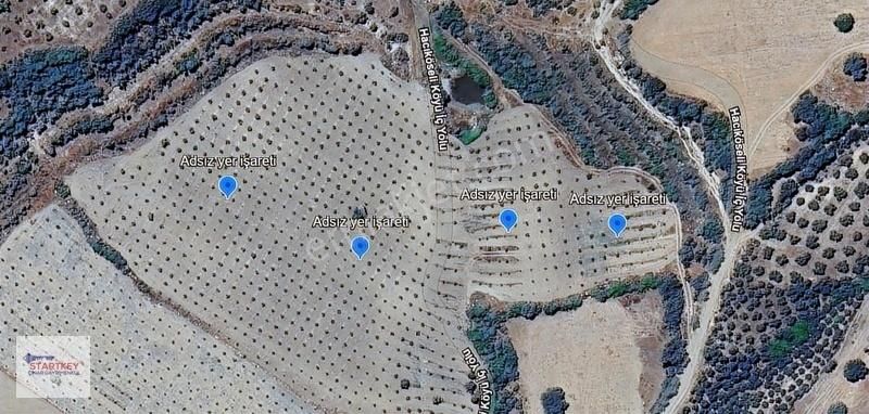 Hacıköseli' De Kaçırılmayacak Fırsat Zeytinlik