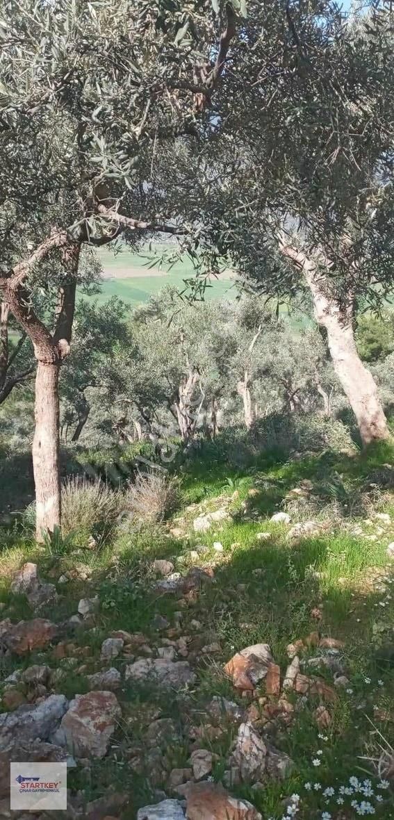 Muğla Milas Karakuyuda Yol Kenarında Mükemmel Zeytinlik