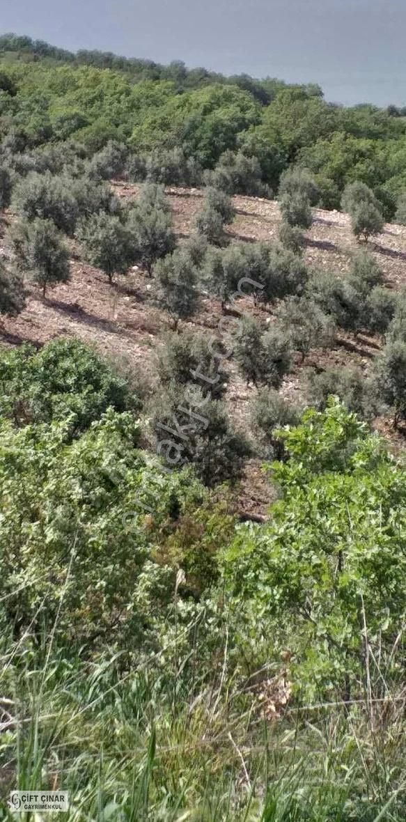 Salihli Hacıköseli' De Satılık Zeytinlik