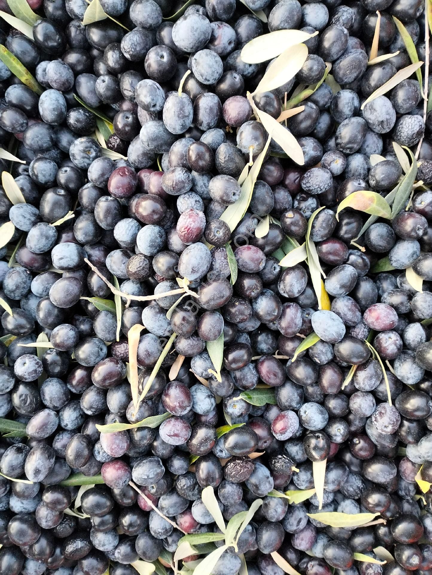 Sahibinden Zeytinlik
