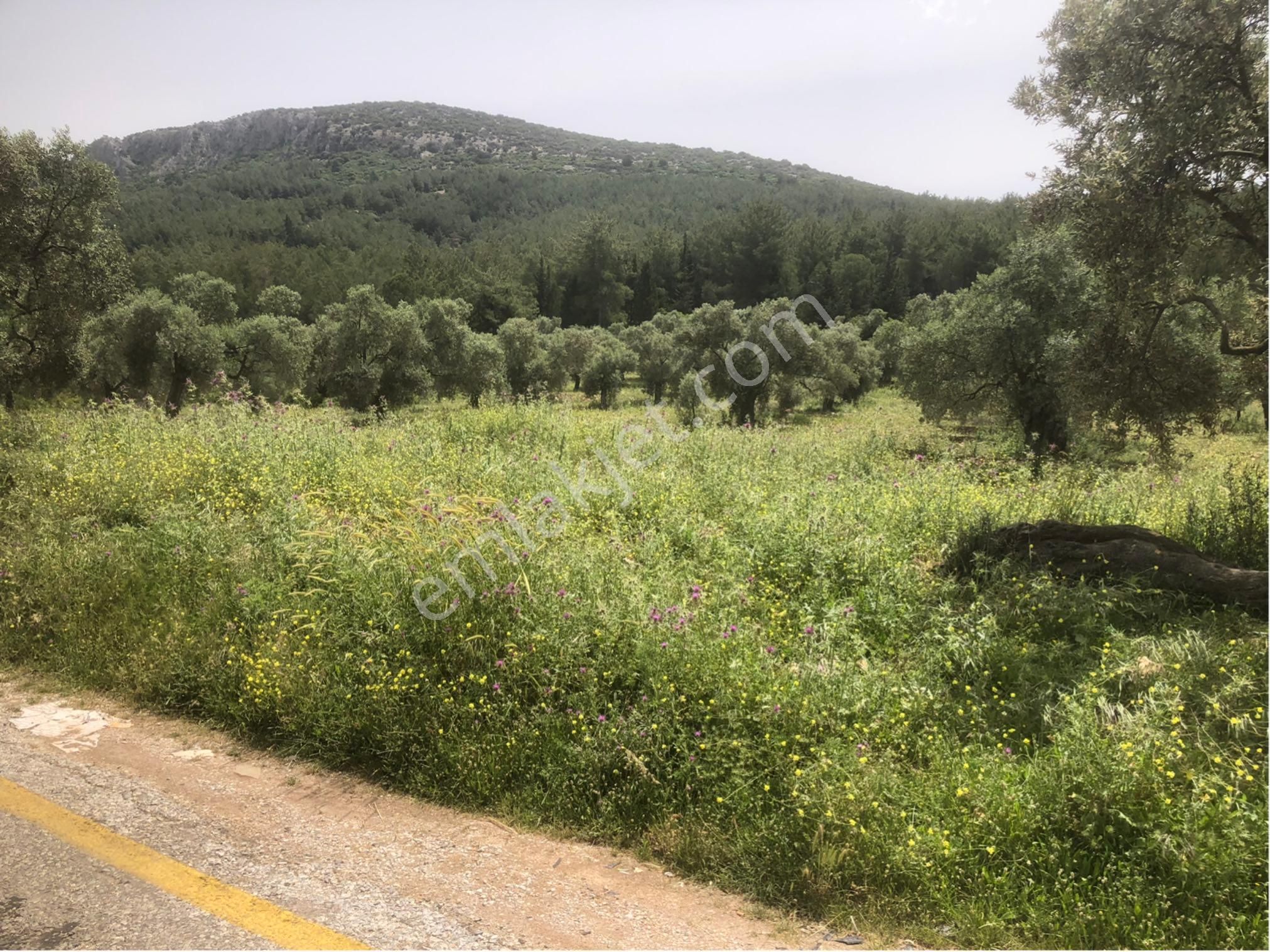 Milas Alaçam Da Satılık Tarla 42 Bin M2