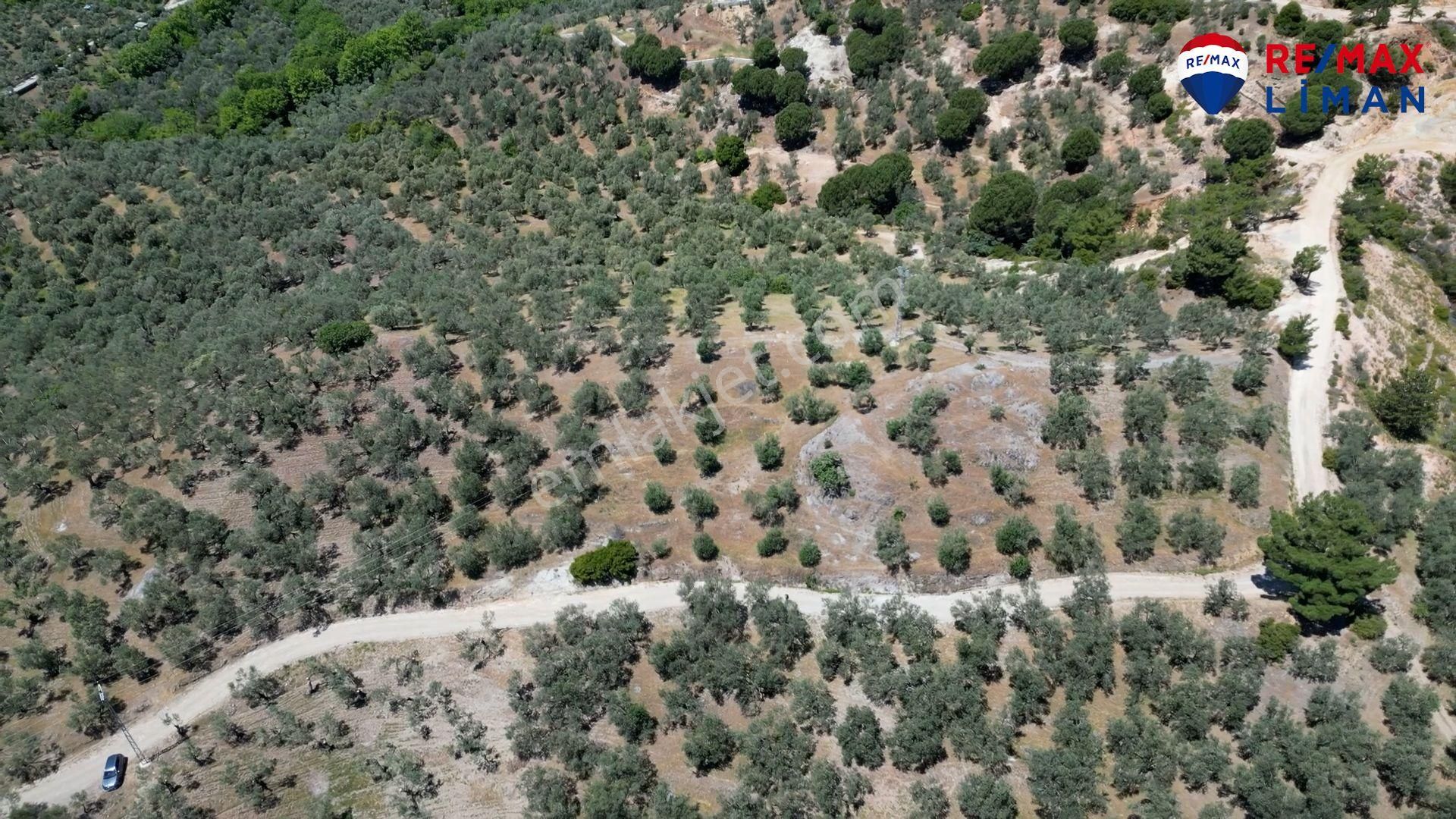 Edremit Kavlaklarda Denize Ve Köye Yakın Satılık Zeytinlik