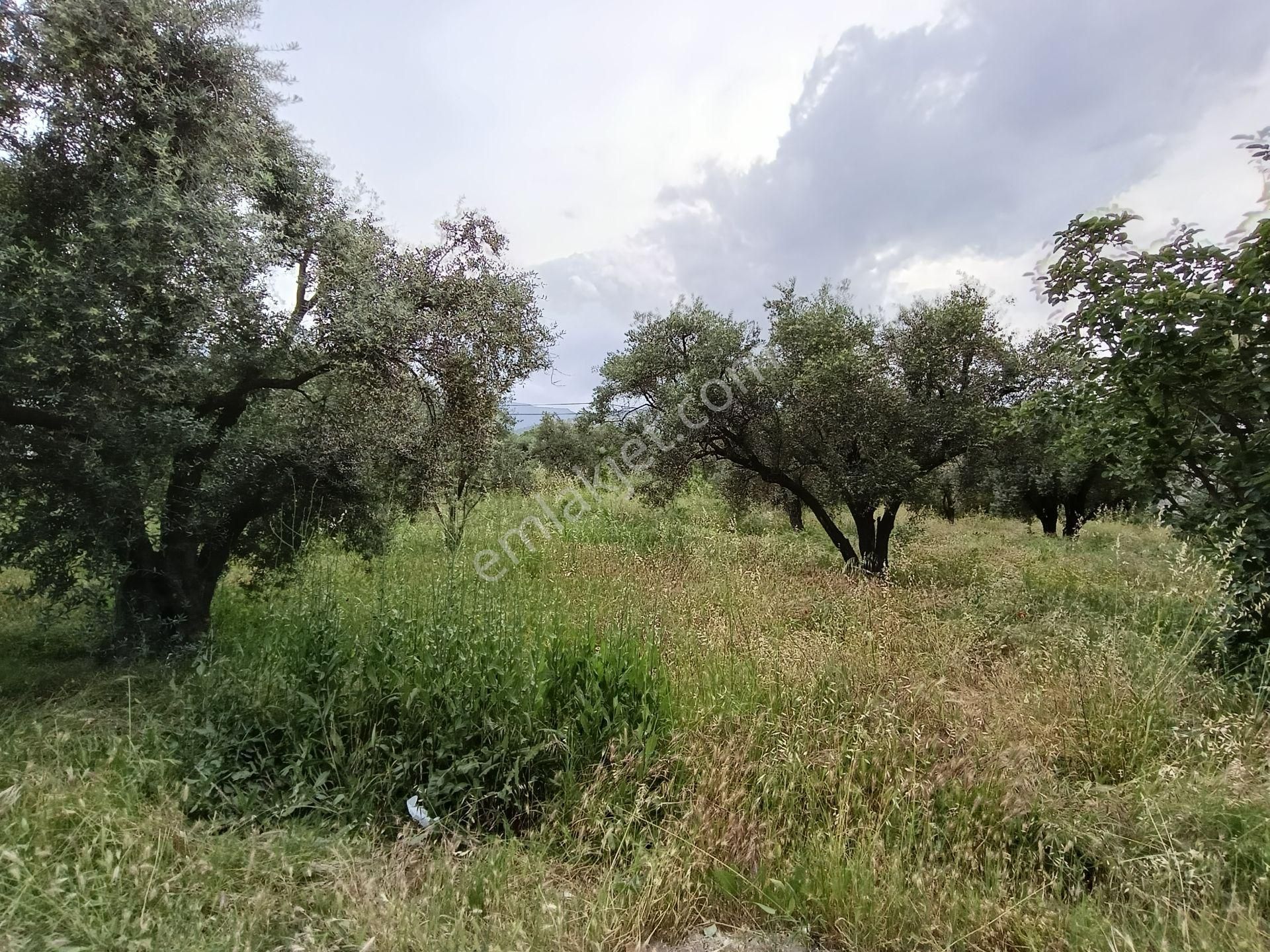 502 Karacasu Esençay Mah De Satılık Arsa Asfalta Sıfır İmar Sahası İçinde - Görsel 3