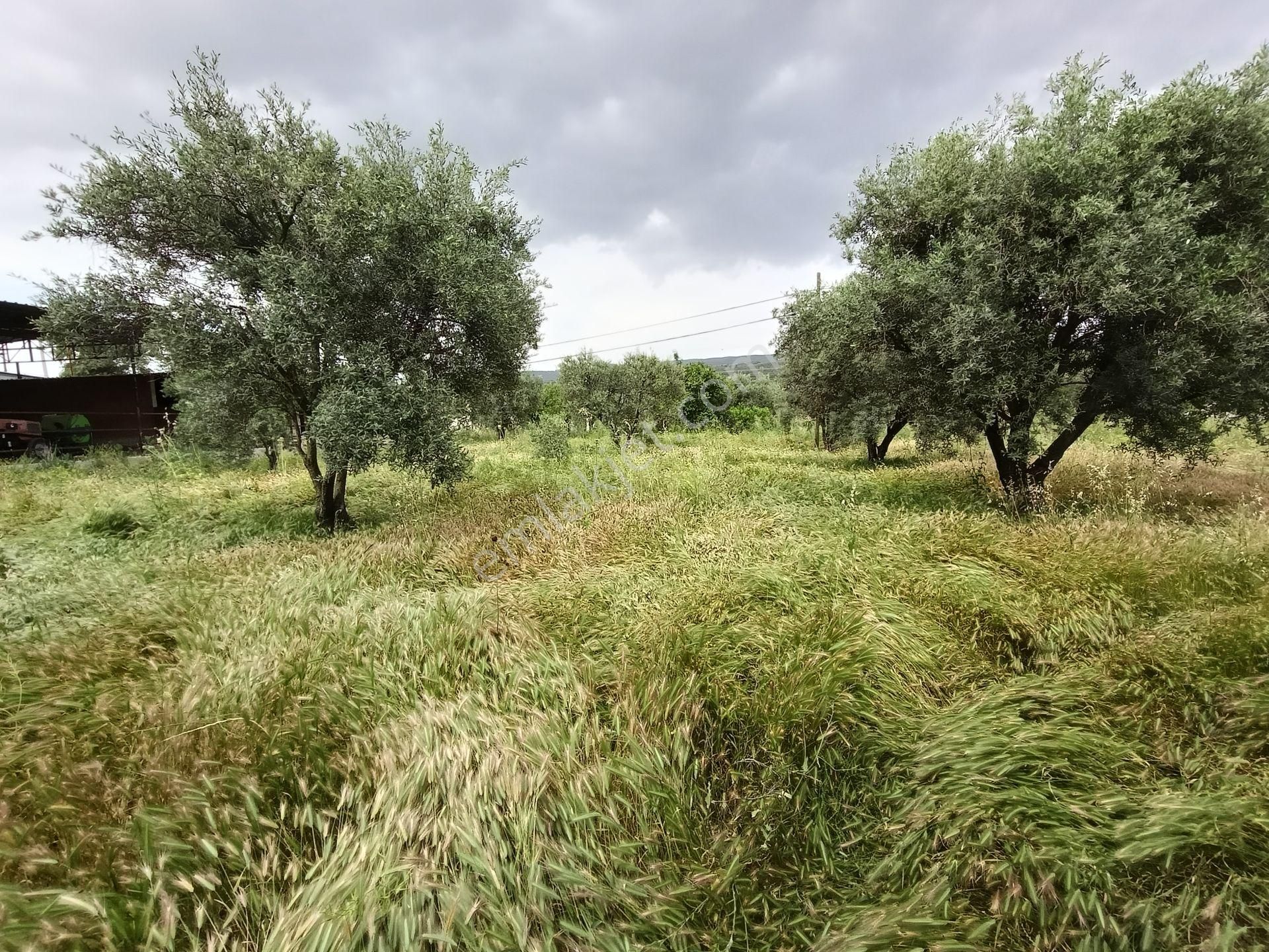 502 Karacasu Esençay Mah De Satılık Arsa Asfalta Sıfır İmar Sahası İçinde - Görsel 20