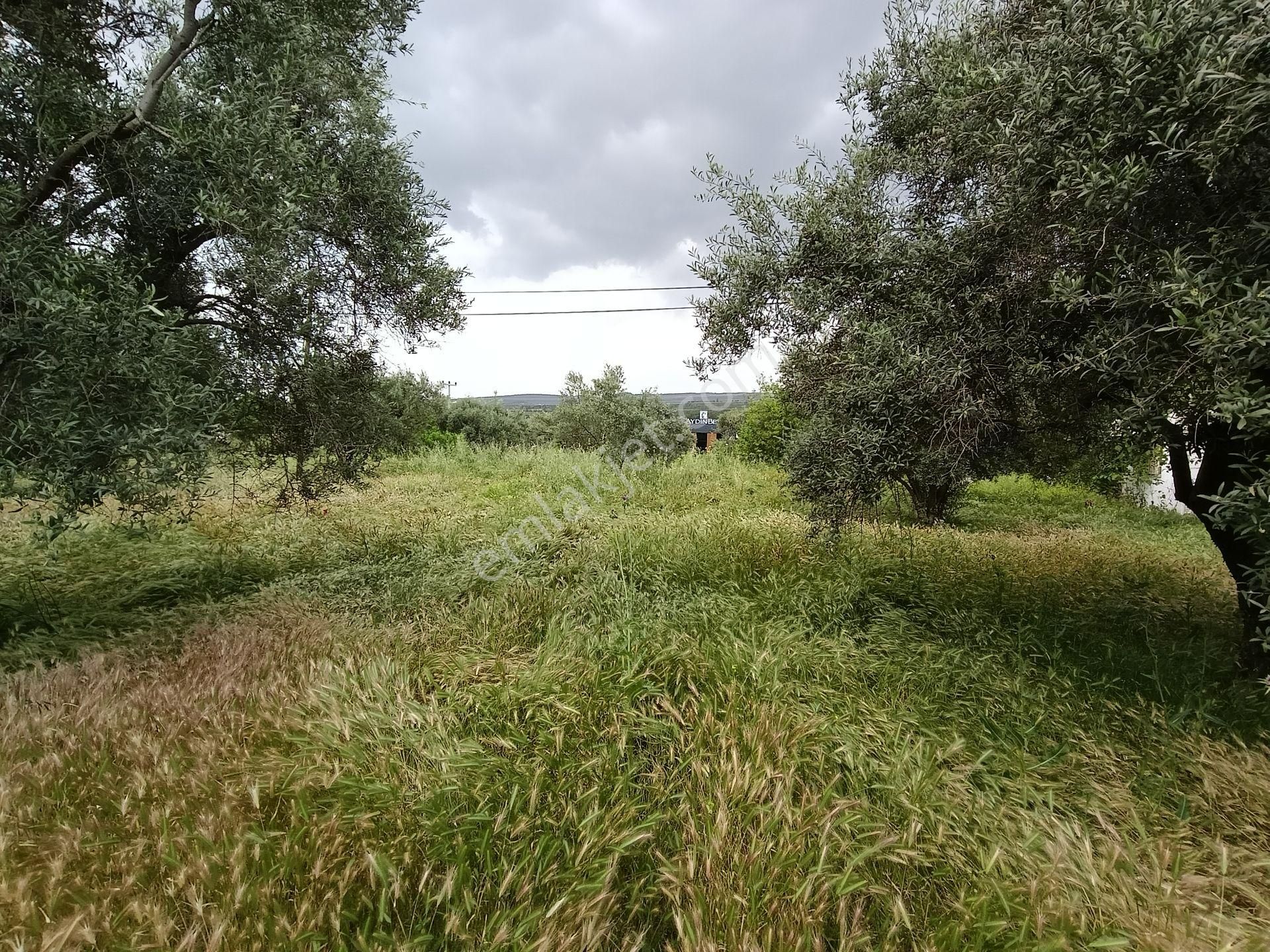 502 Karacasu Esençay Mah De Satılık Arsa Asfalta Sıfır İmar Sahası İçinde - Görsel 13