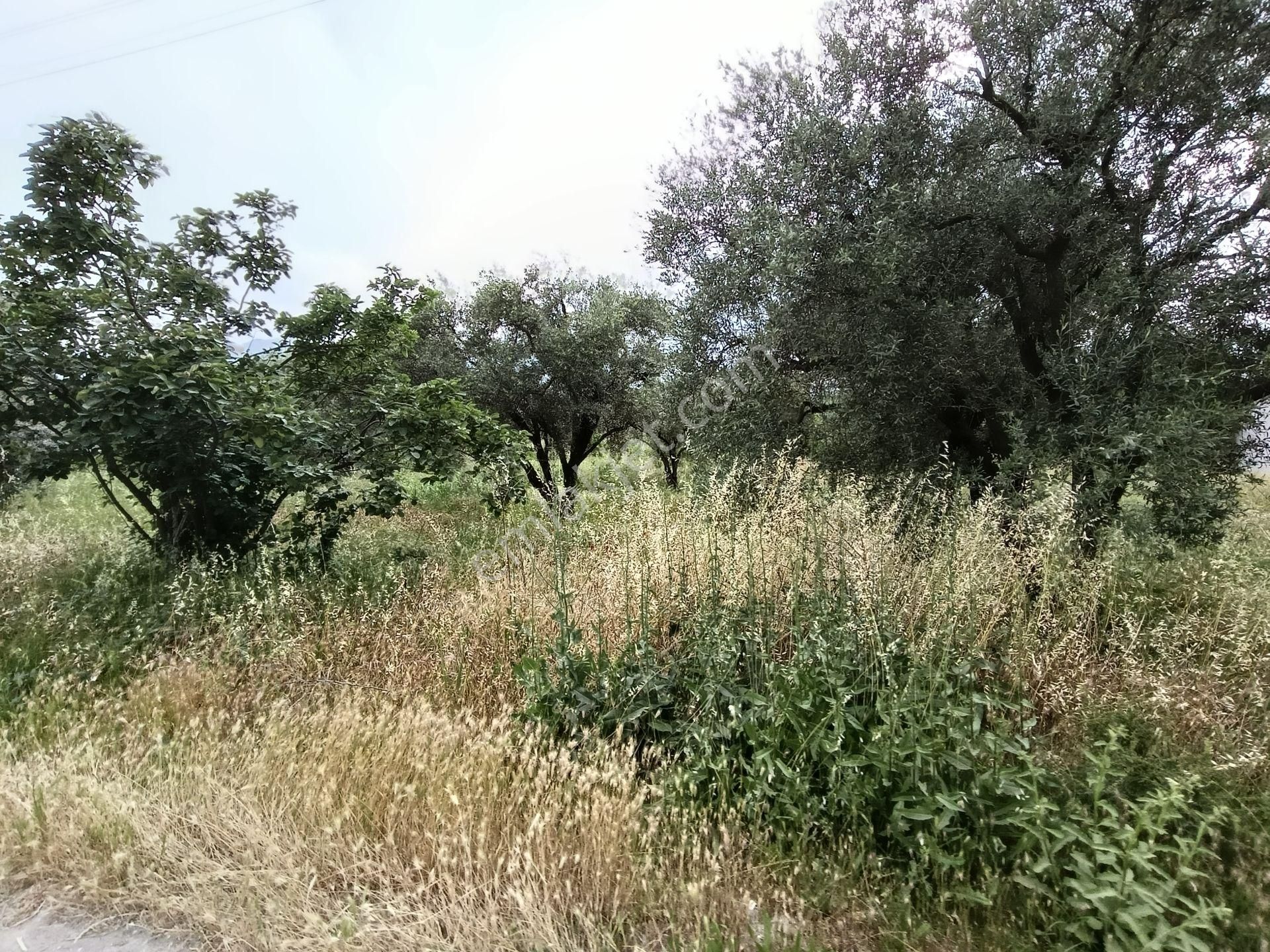 502 Karacasu Esençay Mah De Satılık Arsa Asfalta Sıfır İmar Sahası İçinde - Görsel 4