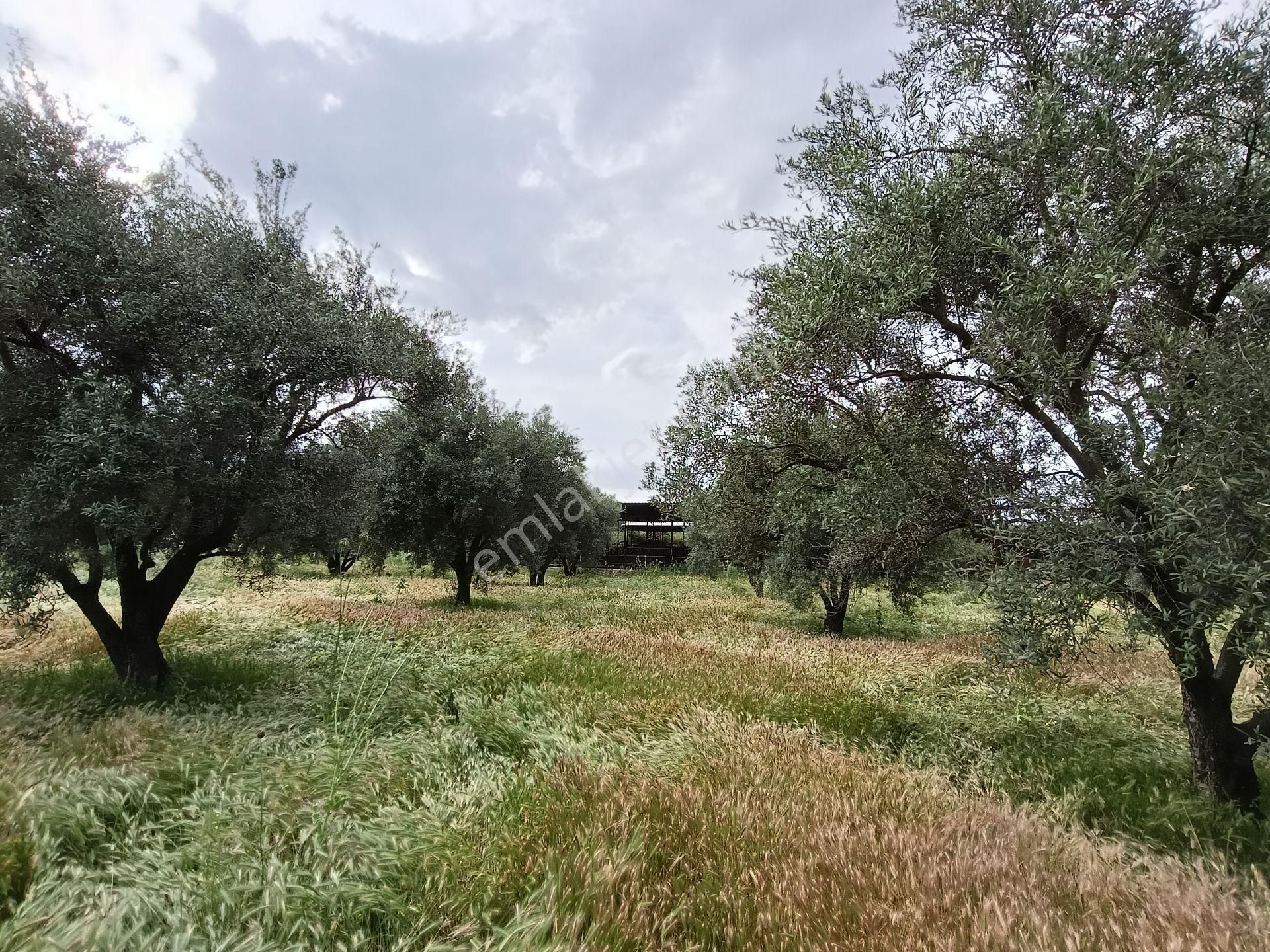 502 Karacasu Esençay Mah De Satılık Arsa Asfalta Sıfır İmar Sahası İçinde - Görsel 14