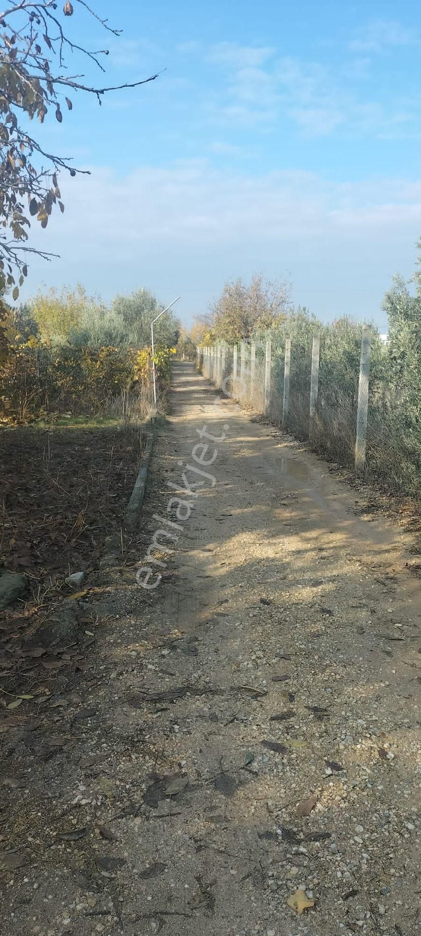 Kemalpaşa Aşağıkızılca Ovada 1940m2 Bahçe