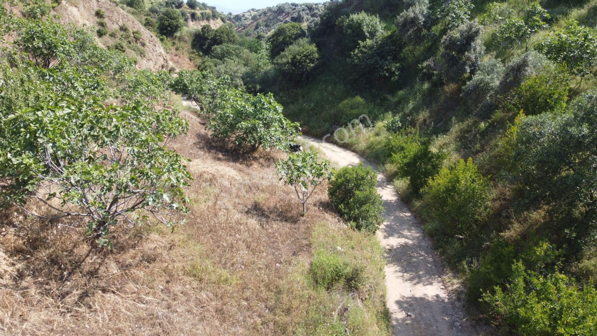 ✅✅ Nazilli Dereağzında 22 Dönüm Satılık Bahçe ✅✅ - Görsel 17
