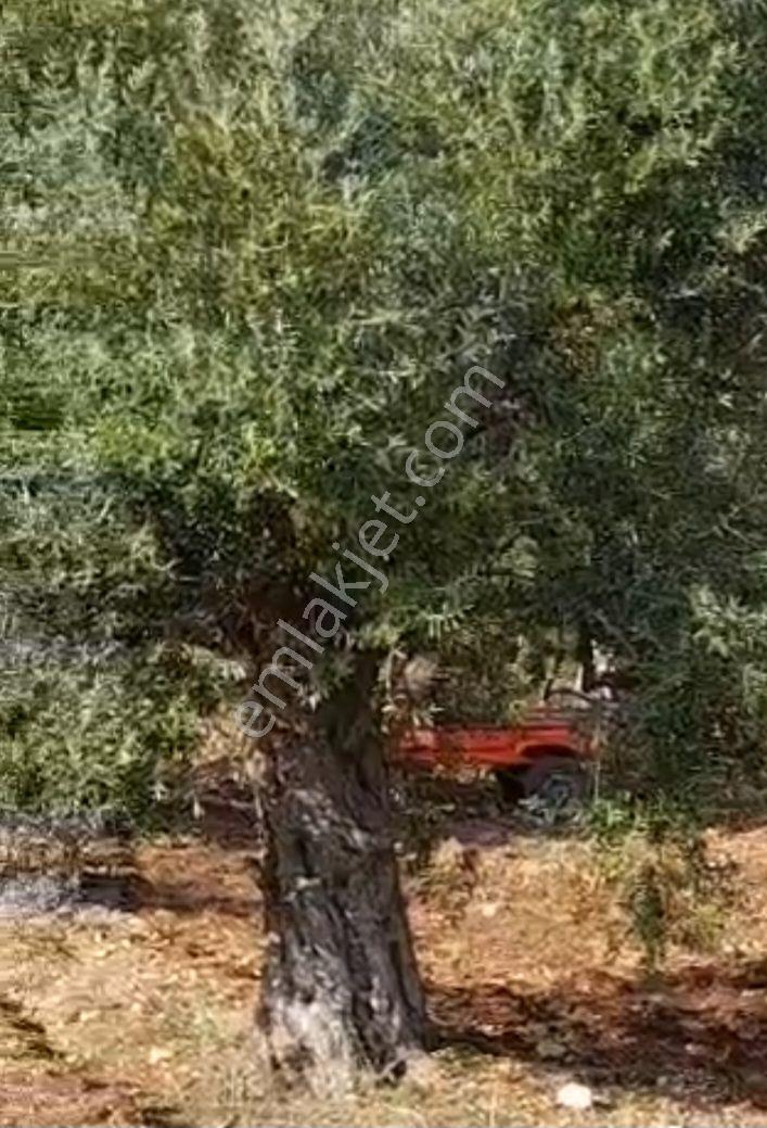 Exper Gayrimenkulden Sırtköy Mahallesi Karaağaç Çeşmesi Mevkiinde 3400 M Bakımlı Satılık Zeytinlik - Görsel 4