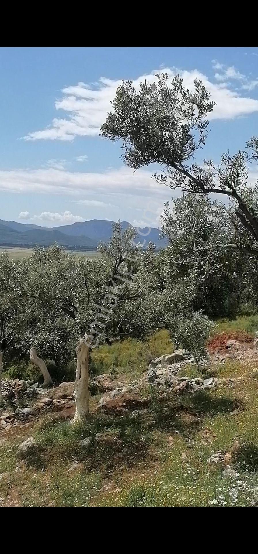 Göcekte4 Dönümtek Tapu Satılık Tarla