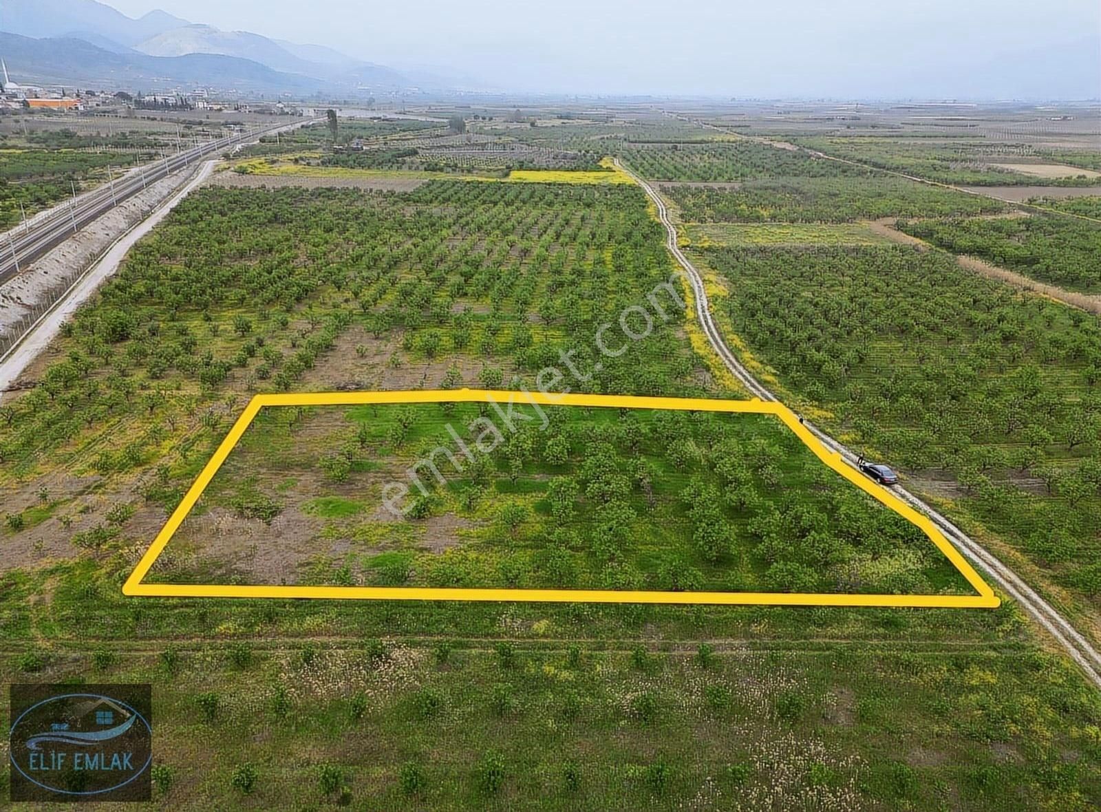 Pamukova Bacı Mahallesi 3350 M² Ayva Bahçesi 80 Agaç Ayva Ağacı
