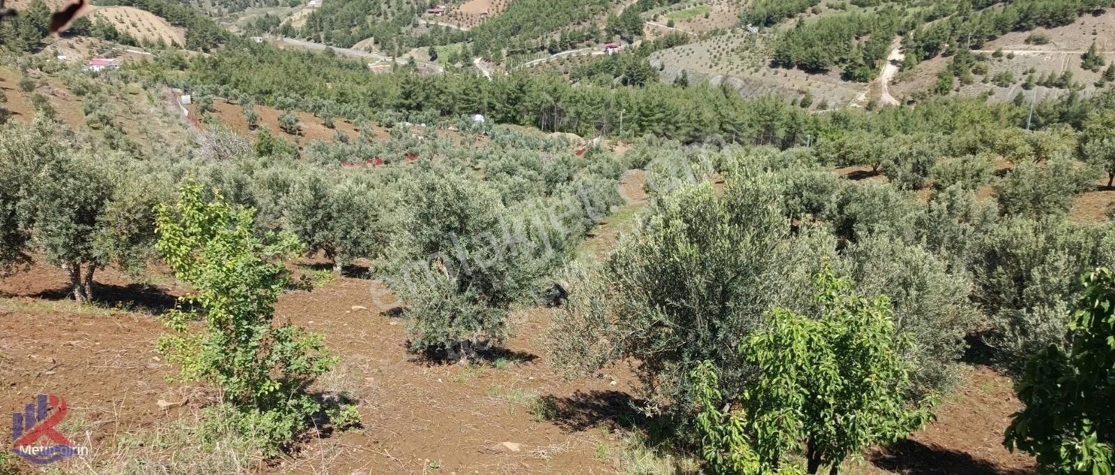 Reos Gayrimenkülden Merkeze 20 Km Zeytinlik