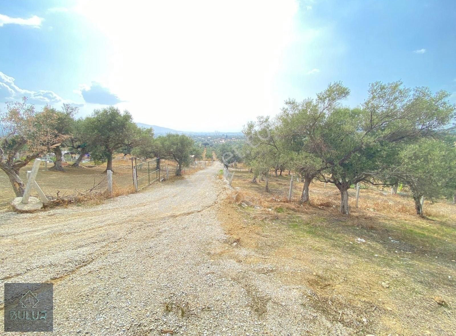 Bulur Dan Torbalı Saipler De 277 M2 Satılık Tarla Ve Zeytinlik - Görsel 14