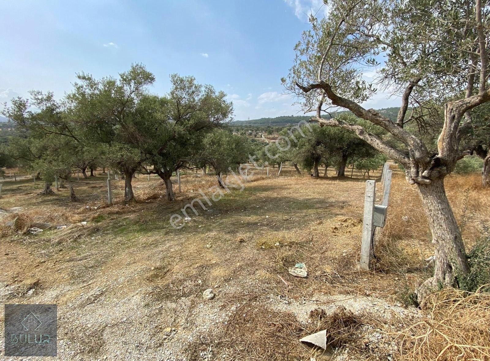 Bulur Dan Torbalı Saipler De 277 M2 Satılık Tarla Ve Zeytinlik - Görsel 5