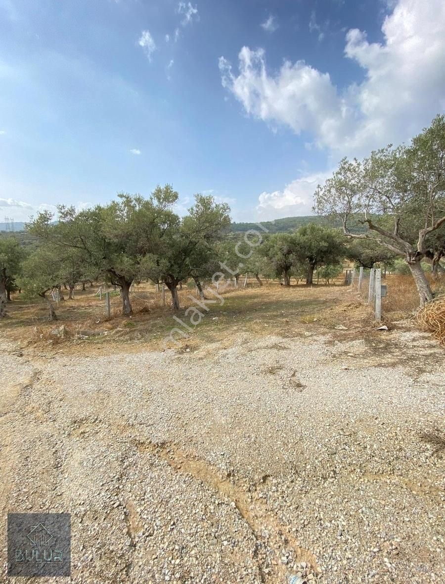 Bulur Dan Torbalı Saipler De 277 M2 Satılık Tarla Ve Zeytinlik - Görsel 10