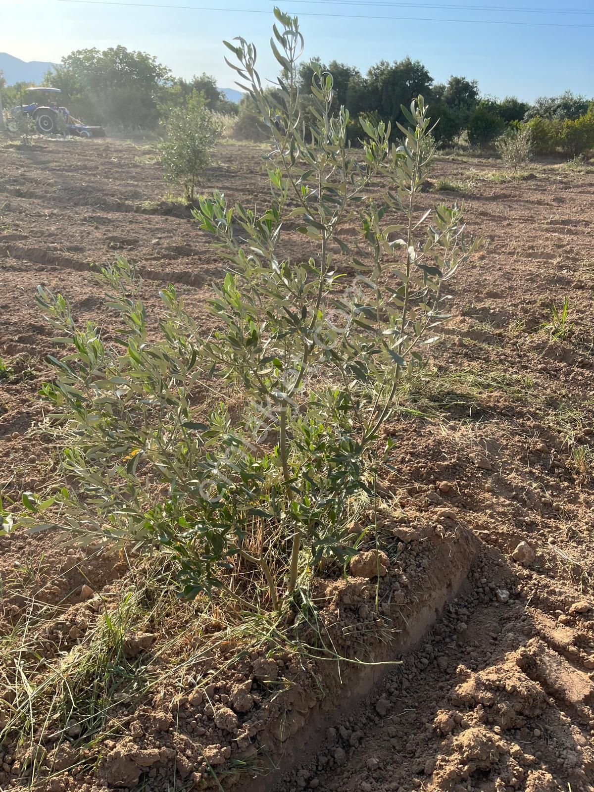 Karacasu Ataeymir De Acil Satılık Zeytin Ağaçlı Tarla