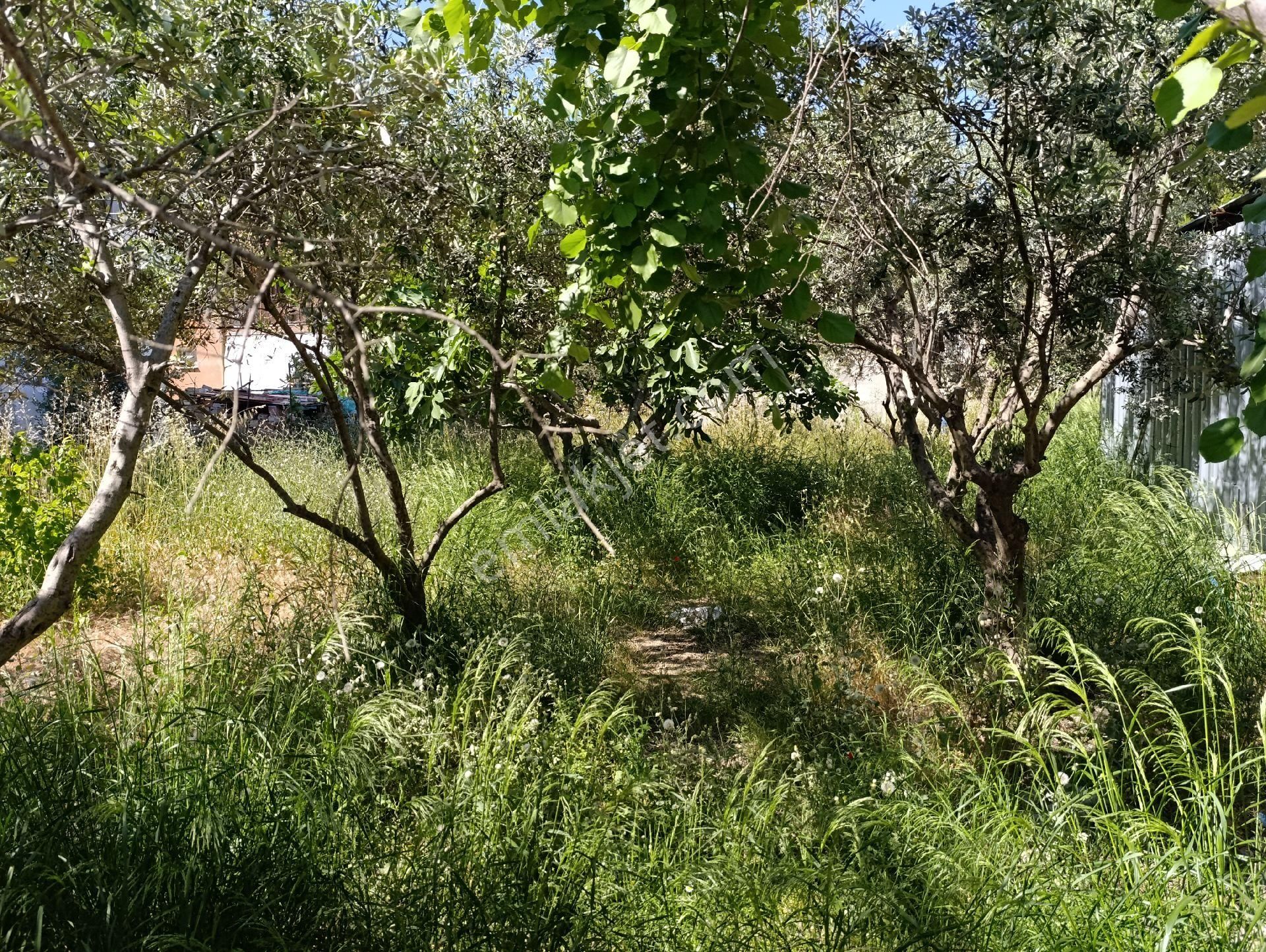 İzmir Torbalı Ayrancılar Satılık Arsa - Görsel 5