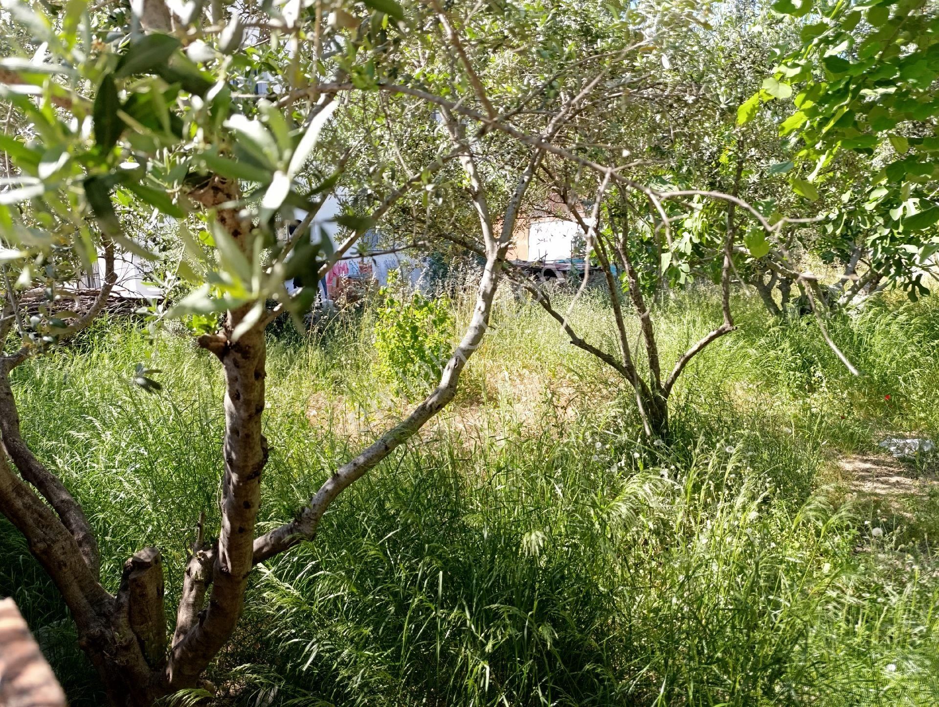 İzmir Torbalı Ayrancılar Satılık Arsa - Görsel 4