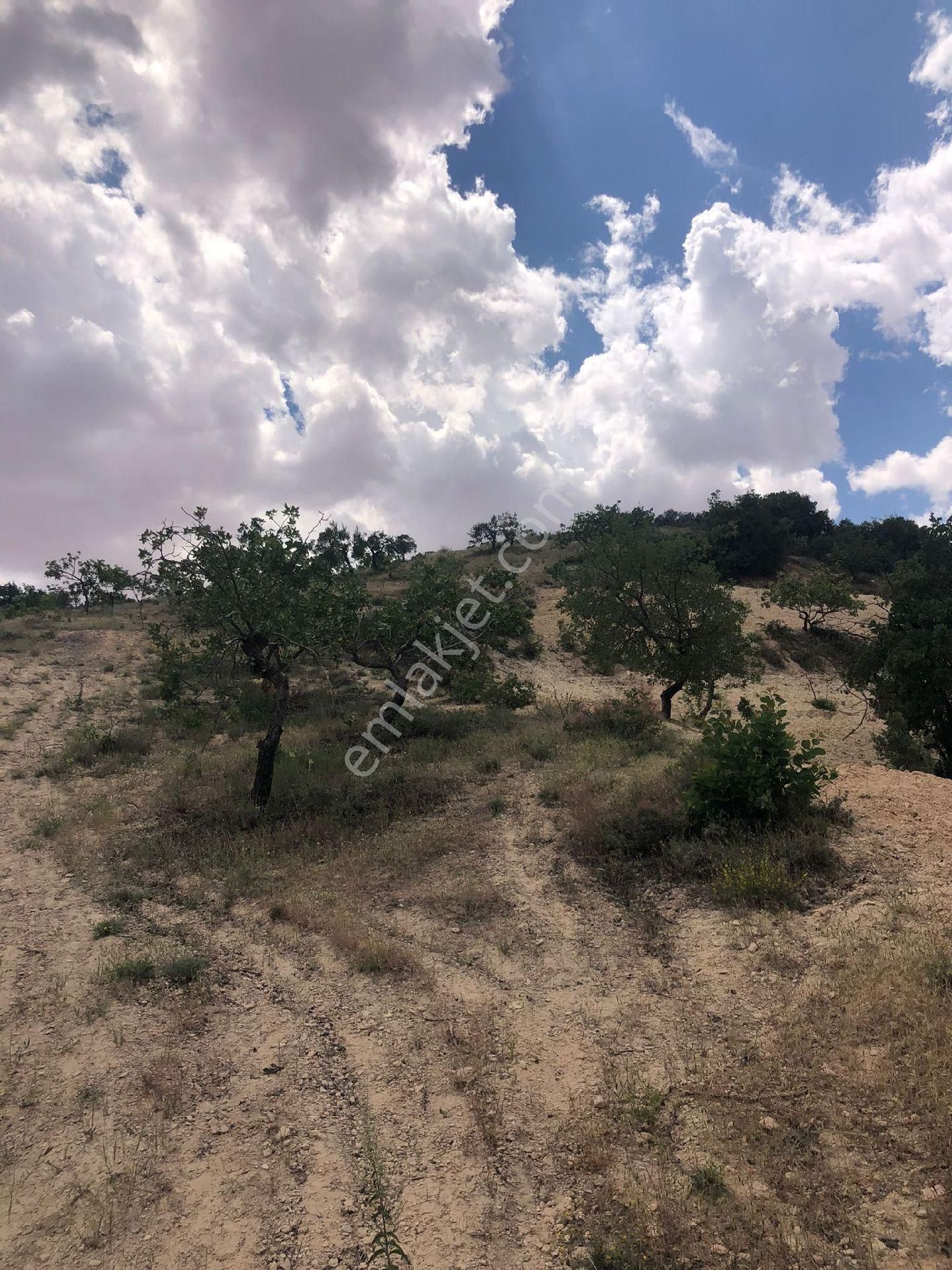 Nizip Yeni Yazı Köyünde Satlik Fıstık Zeytin - Görsel 11