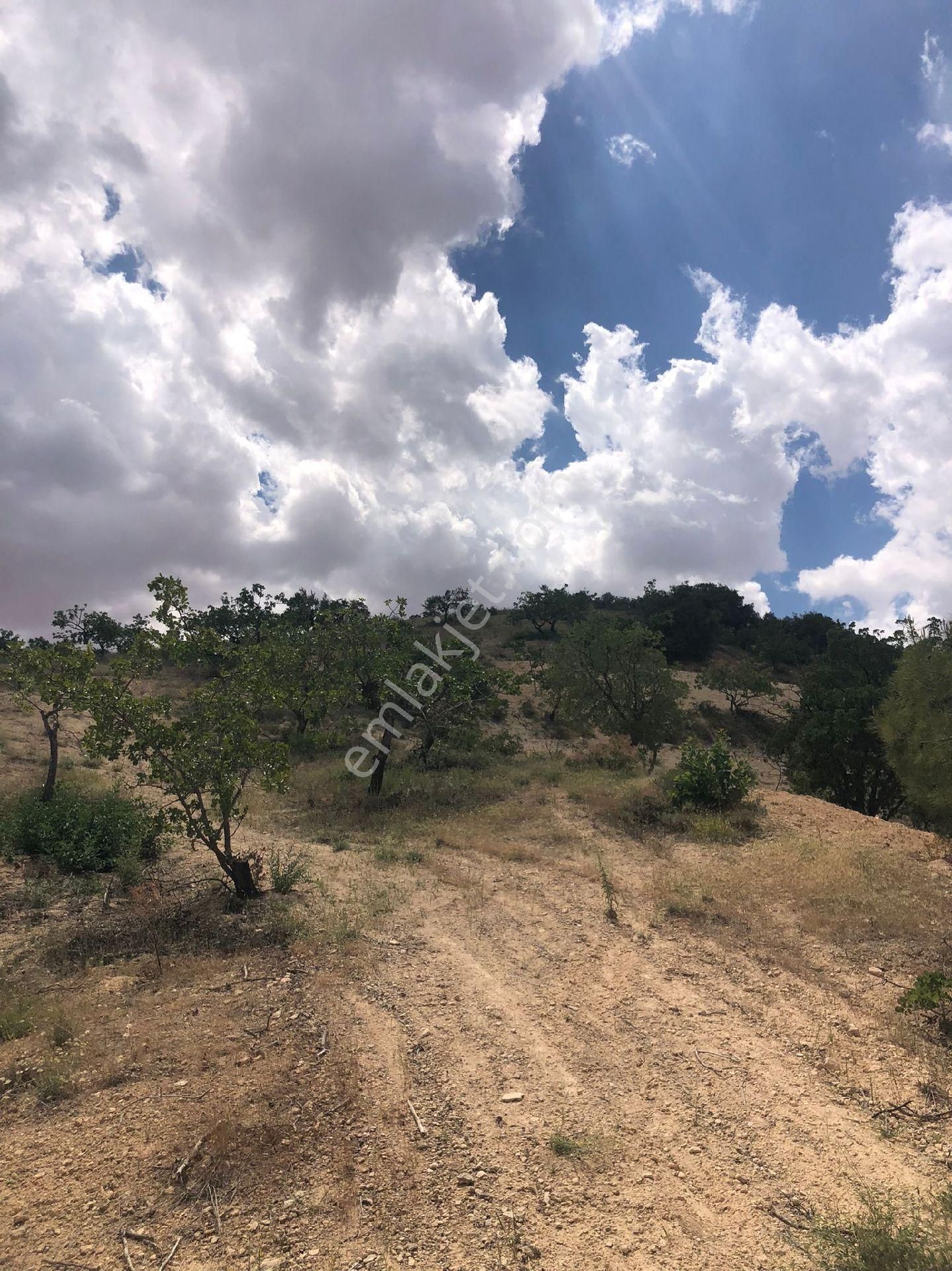 Nizip Yeni Yazı Köyünde Satlik Fıstık Zeytin - Görsel 3