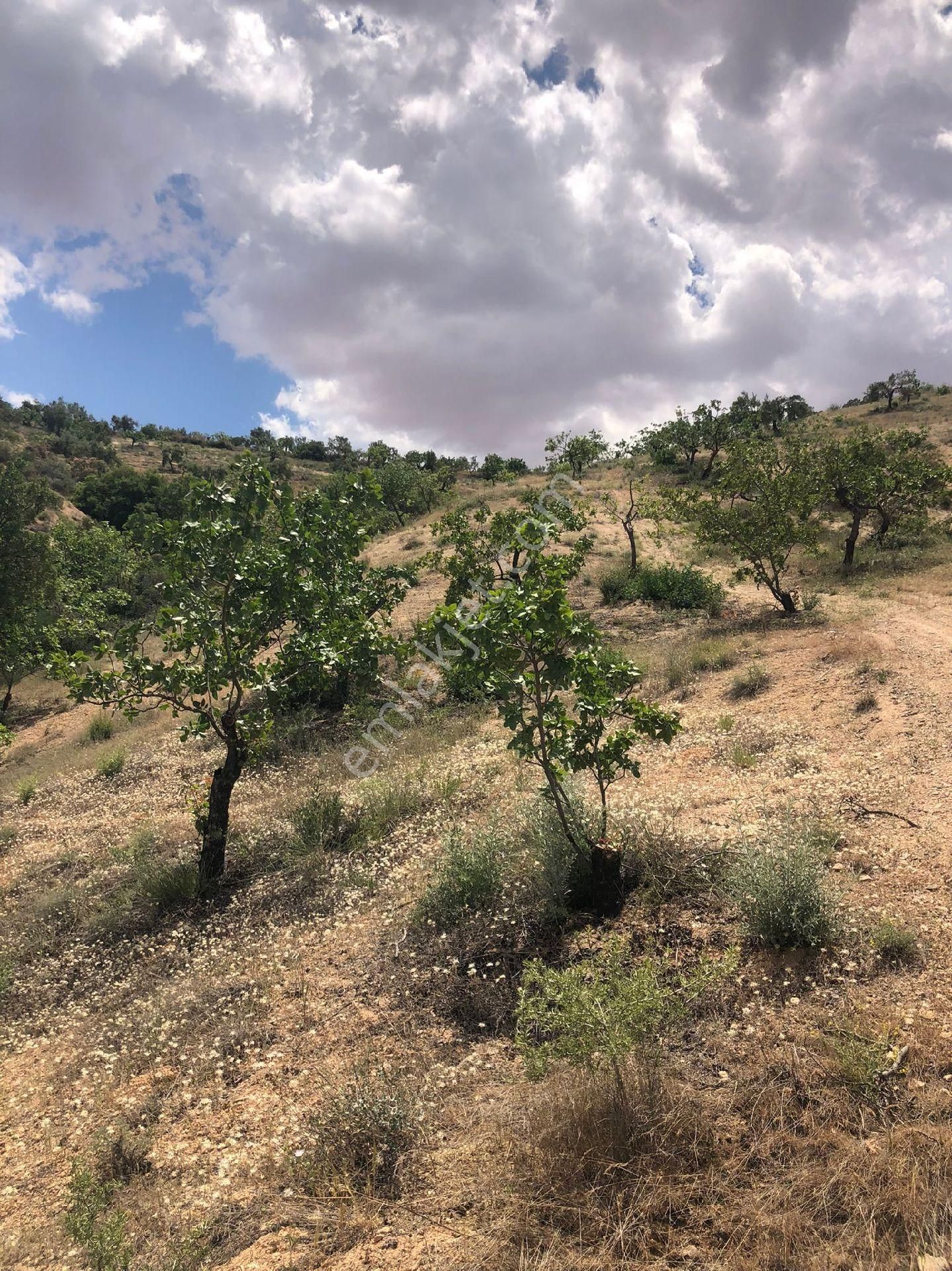 Nizip Yeni Yazı Köyünde Satlik Fıstık Zeytin - Görsel 6