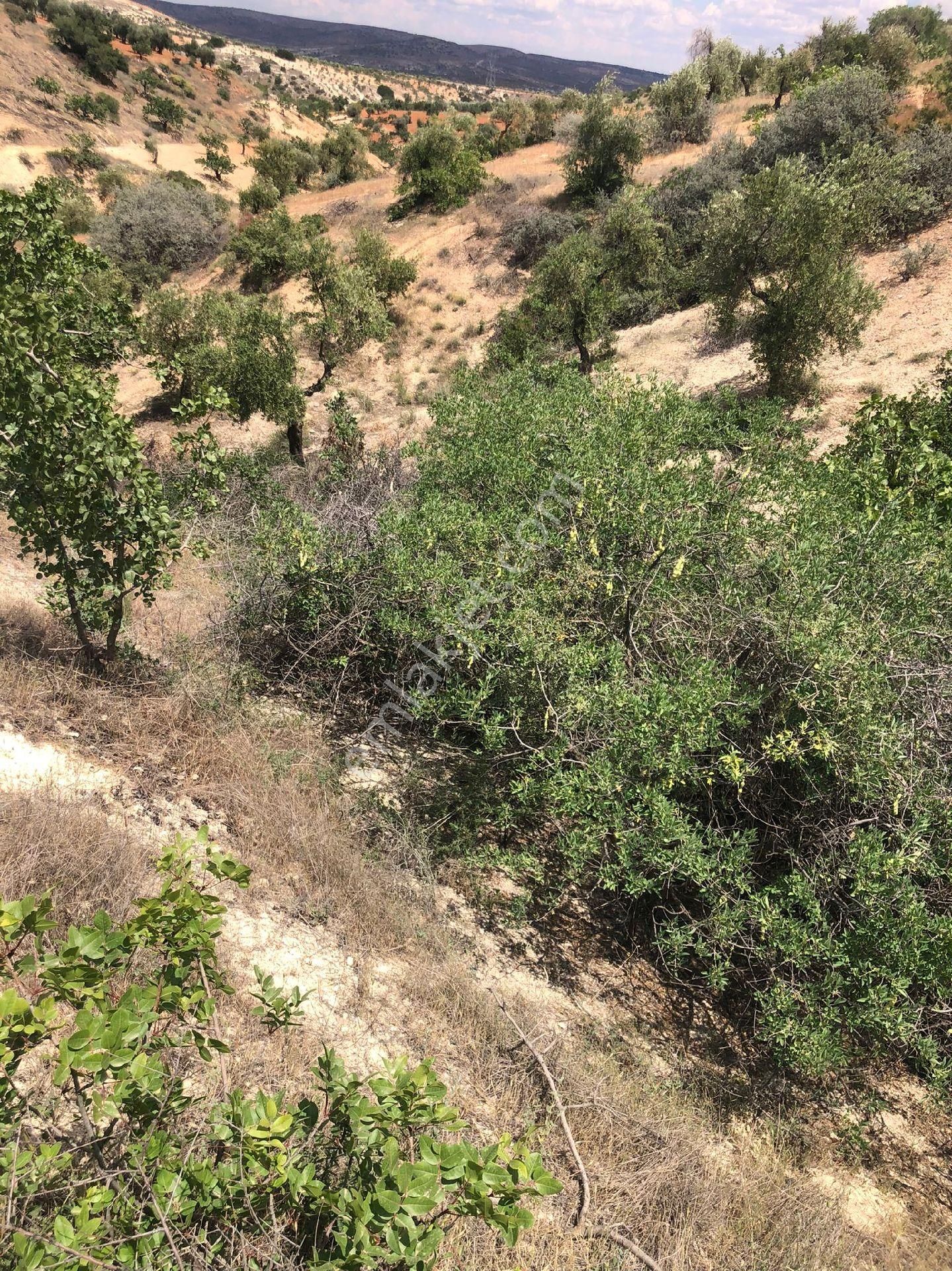 Nizip Yeni Yazı Köyünde Satlik Fıstık Zeytin - Görsel 4