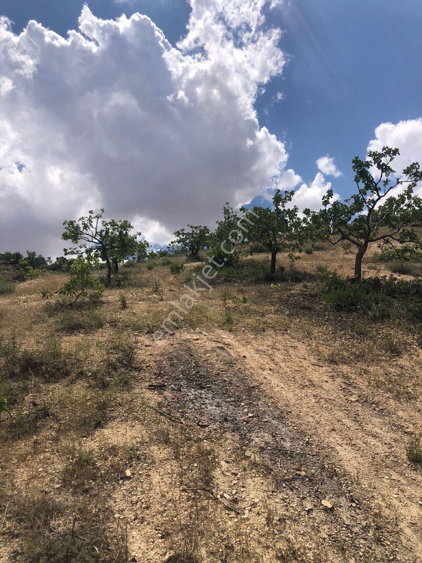 Nizip Yeni Yazı Köyünde Satlik Fıstık Zeytin - Görsel 2